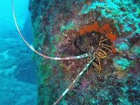 Palinurus elephas, European spiny lobster, Saxifraga-Tom Heijnen