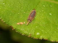 Porcellio scaber 17, Saxifraga-Tom Heijnen