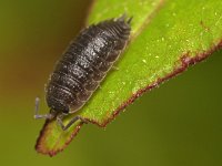 Porcellio scaber 18, Saxifraga-Tom Heijnen