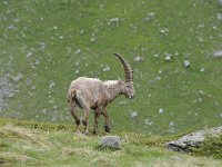 Capra ibex 135, Alpensteenbok, Saxifraga-Luuk Vermeer