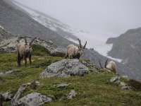 Capra ibex 139, Alpensteenbok, Saxifraga-Luuk Vermeer