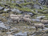 Capra ibex 144, Alpensteenbok, Saxifraga-Luuk Vermeer