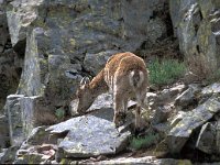 Capra pyrenaica 13, Pyrenese steenbok, Saxifraga-Jan van der Straaten