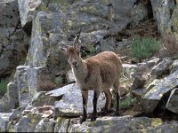 Capra pyrenaica 9, Pyrenese steenbok, Saxifraga-Jan van der Straaten