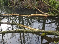 Branches in water; bark peeled off by European beavers  Branches in water; bark peeled off by European beavers : branch, branches, tree, trees, bark, peal, pealed, gnaw, gnawing, tracks, beaver, willow, bite, castor, castor fiber, rodent, animal, wildlife, fauna, outside, outdoors, no people, nobody, eurasian beaver