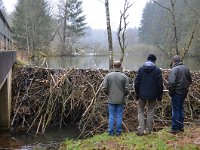 Castor fiber 86, Bever, Saxifraga-Tom Heijnen