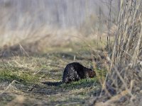 Castor fiber 91, Bever, Saxifraga-Tom Heijnen