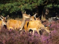 Cervus elaphus 108, Edelhert, Saxifraga-Bart Vastenhouw