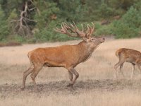 Cervus elaphus 124, Edelhert, Saxifraga-Luuk Vermeer