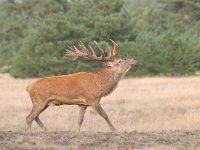 Cervus elaphus 125, Edelhert, Saxifraga-Luuk Vermeer