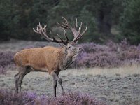 Cervus elaphus 129, Edelhert, Saxifraga-Luuk Vermeer