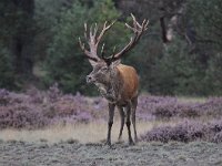 Cervus elaphus 131, Edelhert, Saxifraga-Luuk Vermeer