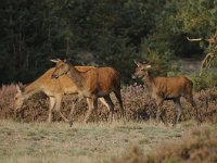 Cervus elaphus 140, Edelhert, Saxifraga-Luuk Vermeer