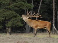 Cervus elaphus 147, Edelhert, Saxifraga-Luuk Vermeer