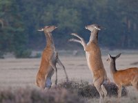 Cervus elaphus 150, Edelhert, Saxifraga-Luuk Vermeer