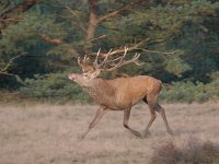 Cervus elaphus 154, Edelhert, Saxifraga-Luuk Vermeer