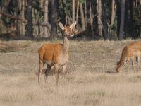 Cervus elaphus 160, Edelhert, Saxifraga-Luuk Vermeer