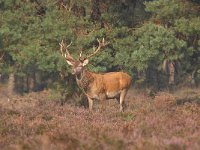 Cervus elaphus 162, Edelhert, Saxifraga-Luuk Vermeer