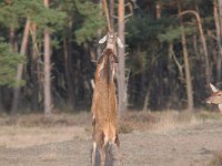 Cervus elaphus 163, Edelhert, Saxifraga-Luuk Vermeer