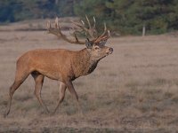 Cervus elaphus 166, Edelhert, Saxifraga-Luuk Vermeer