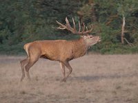 Cervus elaphus 167, Edelhert, Saxifraga-Luuk Vermeer