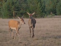 Cervus elaphus 171, Edelhert, Saxifraga-Luuk Vermeer