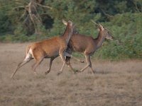 Cervus elaphus 175, Edelhert, Saxifraga-Luuk Vermeer