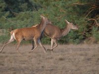 Cervus elaphus 176, Edelhert, Saxifraga-Luuk Vermeer