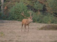 Cervus elaphus 177, Edelhert, Saxifraga-Luuk Vermeer