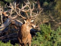 Cervus elaphus 18, Edelhert, Saxifraga-Bart Vastenhouw