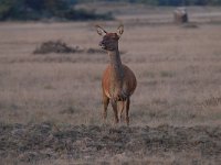 Cervus elaphus 188, Edelhert, Saxifraga-Luuk Vermeer