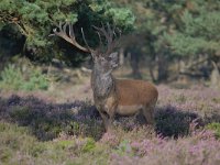 Cervus elaphus 189, Edelhert, Saxifraga-Luuk Vermeer