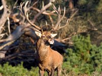 Cervus elaphus 19, Edelhert, Saxifraga-Bart Vastenhouw