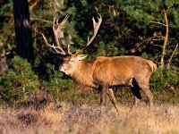 Cervus elaphus 24, Edelhert, Saxifraga-Bart Vastenhouw