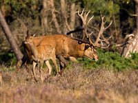 Cervus elaphus 42, Edelhert, Saxifraga-Bart Vastenhouw