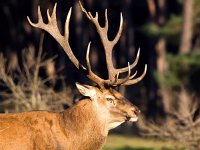 Cervus elaphus 59, Edelhert, Saxifraga-Bart Vastenhouw