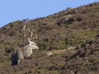 Cervus elaphus 95, Edelhert, Saxifraga-Mark Zekhuis