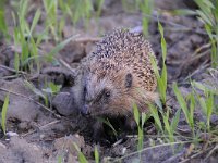 Erinaceus europaeus 35, Egel, Saxifraga-Luuk Vermeer