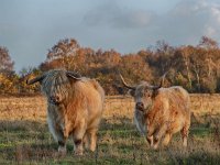 Highland Cattle 60, Schotse hooglander, Saxifraga-Hans Dekker