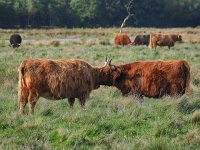 Highland Cattle 61, Schotse hooglander, Saxifraga-Hans Dekker