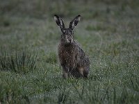 Lepus europaeus 103, Haas, Saxifraga-Luuk Vermeer