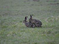 Lepus europaeus 105, Haas, Saxifraga-Luuk Vermeer