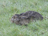 Lepus europaeus 113, Haas, Saxifraga-Luuk Vermeer