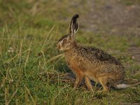 Lepus europaeus 117, Haas, Saxifraga-Luuk Vermeer