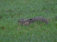 Lepus europaeus 118, Haas, Saxifraga-Luuk Vermeer