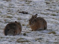 Lepus europaeus 122, Haas, Saxifraga-Luuk Vermeer