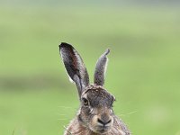 Lepus europaeus 126, Haas, Saxifraga-Luuk Vermeer