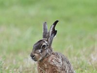 Lepus europaeus 127, Haas, Saxifraga-Luuk Vermeer