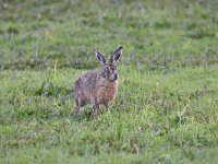 Lepus europaeus 131, Haas, Saxifraga-Luuk Vermeer