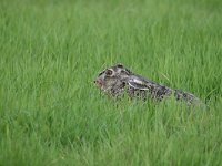 Lepus europaeus 132, Haas, Saxifraga-Luuk Vermeer